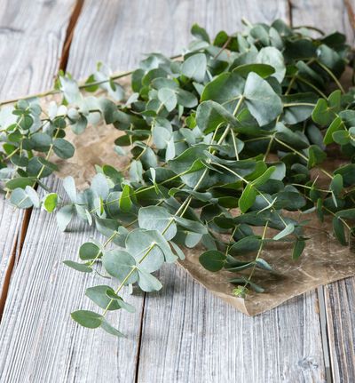 Eucalyptus  Eucalyptus